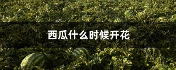 西瓜什么时候开花