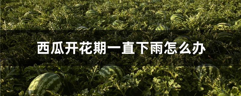 西瓜开花期一直下雨怎么办