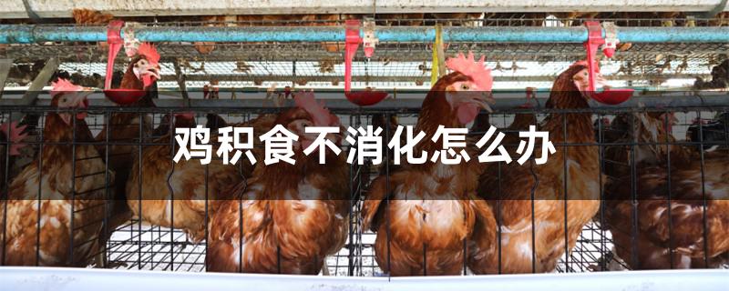 鸡积食不消化怎么办