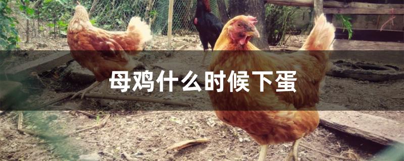 母鸡什么时候下蛋