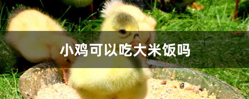 小鸡可以吃大米饭吗