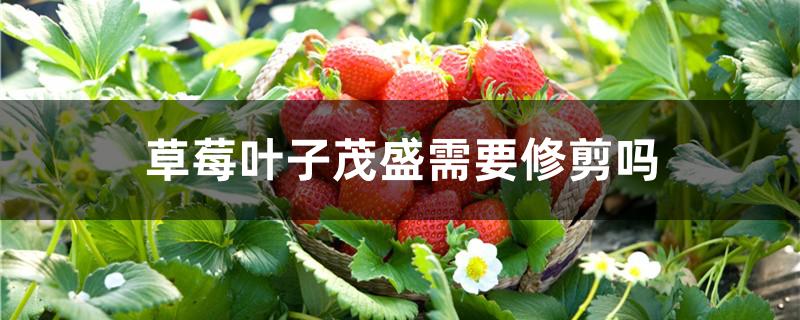 草莓叶子茂盛需要修剪吗