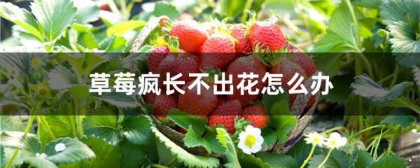 草莓疯长不出花怎么办