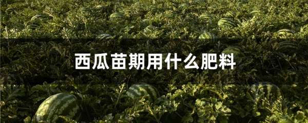 西瓜苗期用什么肥料