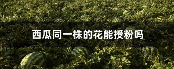 西瓜同一株的花能授粉吗