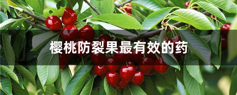 樱桃防裂果最有效的药