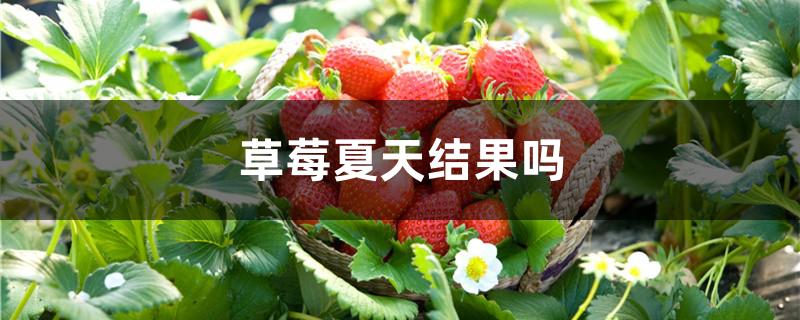 草莓夏天结果吗