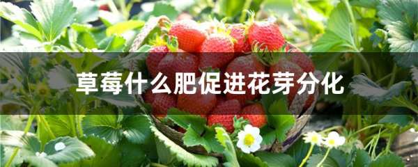 草莓什么肥促进花芽分化
