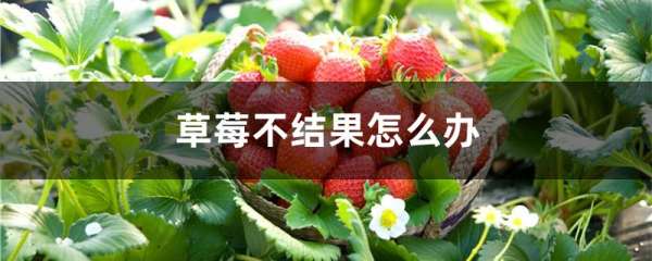 草莓不结果怎么办
