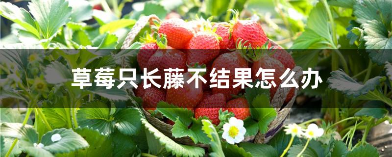 草莓只长藤不结果怎么办