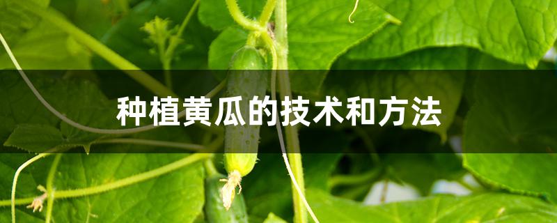 种植黄瓜的技术和方法