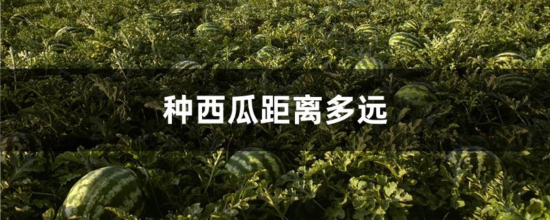 种西瓜距离多远