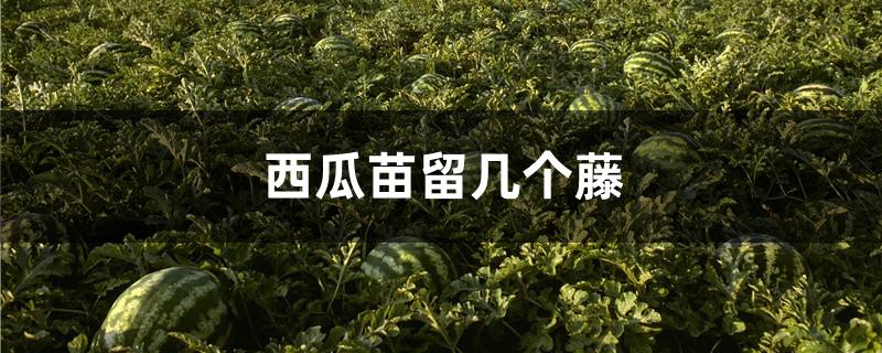 西瓜苗留几个藤
