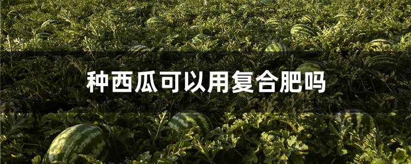 种西瓜可以用复合肥吗