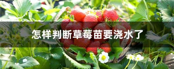 怎样判断草莓苗要浇水了