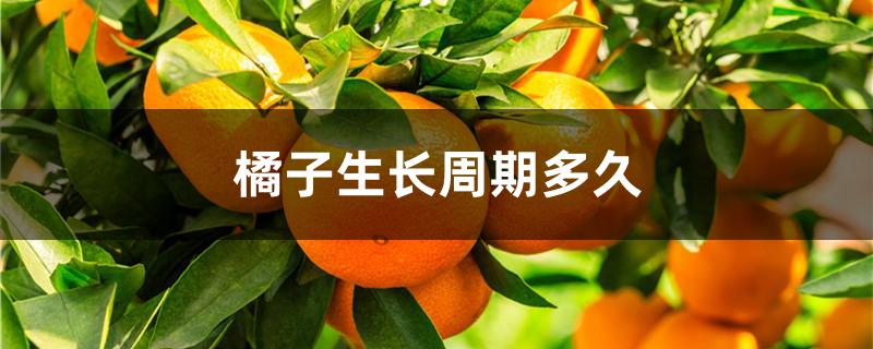 橘子生长周期多久