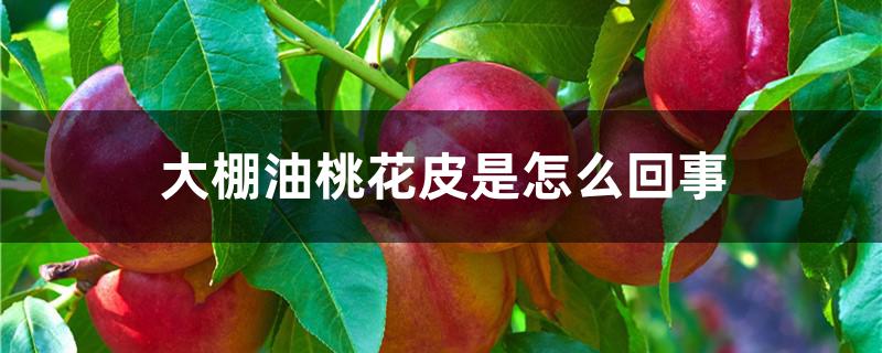 大棚油桃花皮是怎么回事