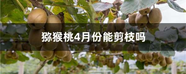 猕猴桃4月份能剪枝吗