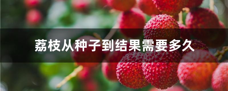 荔枝从种子到结果需要多久