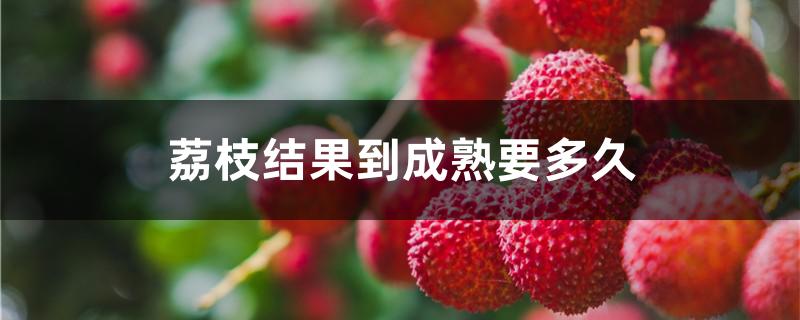 荔枝结果到成熟要多久