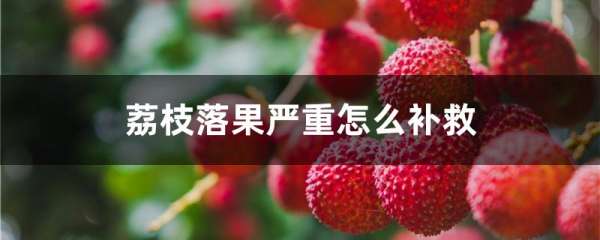 荔枝落果严重怎么补救