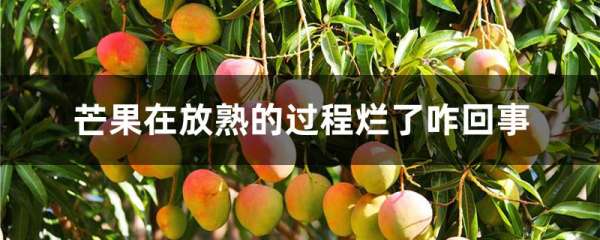 芒果在放熟的过程烂了咋回事