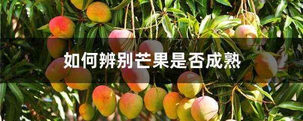 如何辨别芒果是否成熟