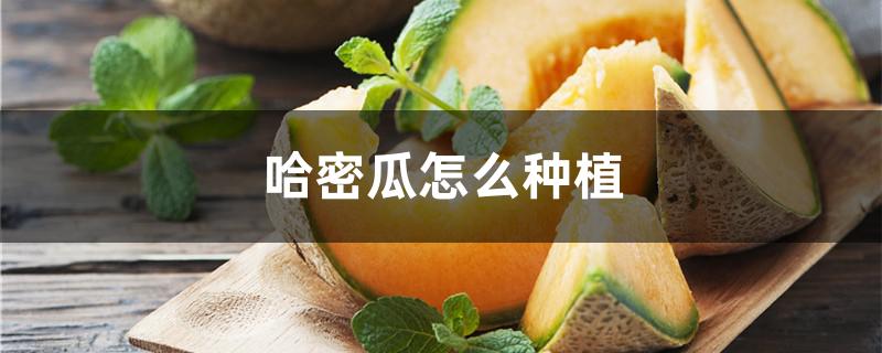 哈密瓜怎么种植