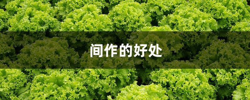 间作的好处