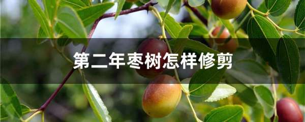 第二年枣树怎样修剪