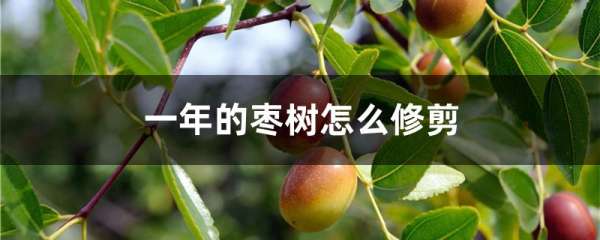 一年的枣树怎么修剪