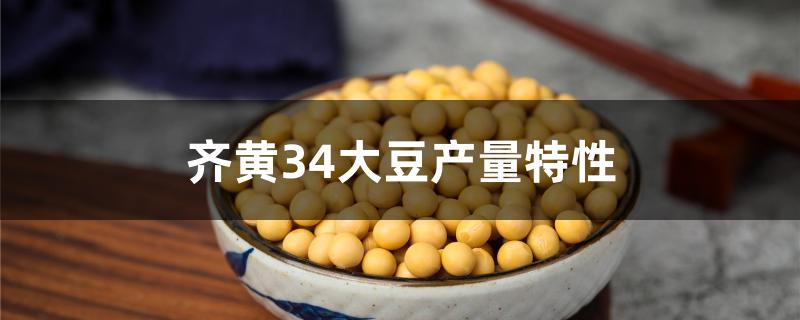 齐黄34大豆品种介绍图片