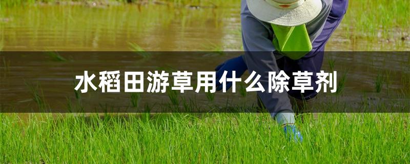 水稻田游草用什么除草剂