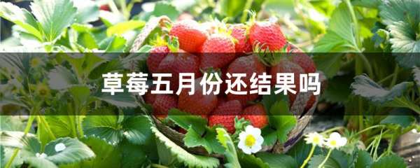 草莓五月份还结果吗