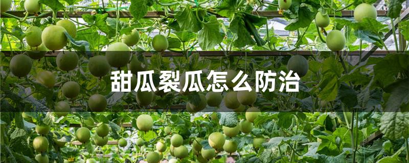 甜瓜裂瓜怎么防治