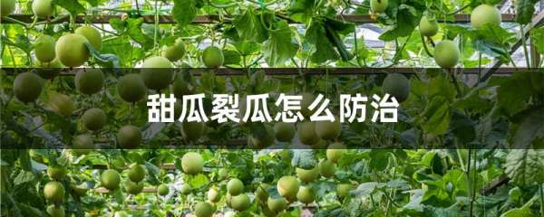 甜瓜裂瓜怎么防治