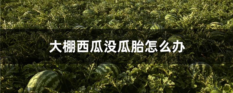 大棚西瓜没瓜胎怎么办