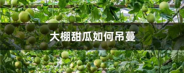 大棚甜瓜如何吊蔓