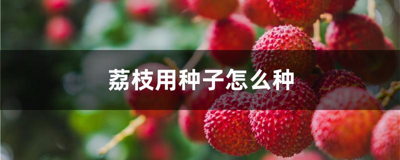 荔枝用种子怎么种