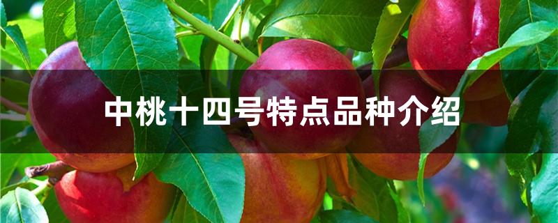 中桃十四号特点品种介绍