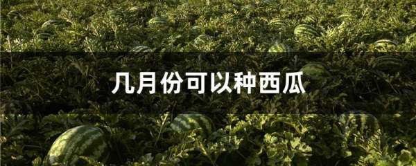 几月份可以种西瓜