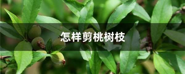 怎样剪桃树枝