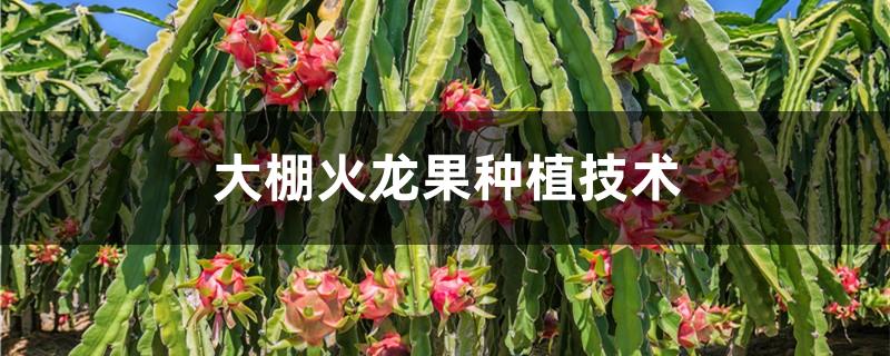 大棚火龙果种植技术