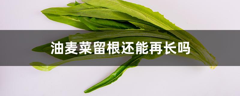 油麦菜留根还能再长吗