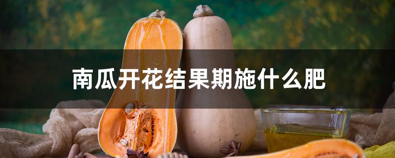南瓜开花结果期施什么肥