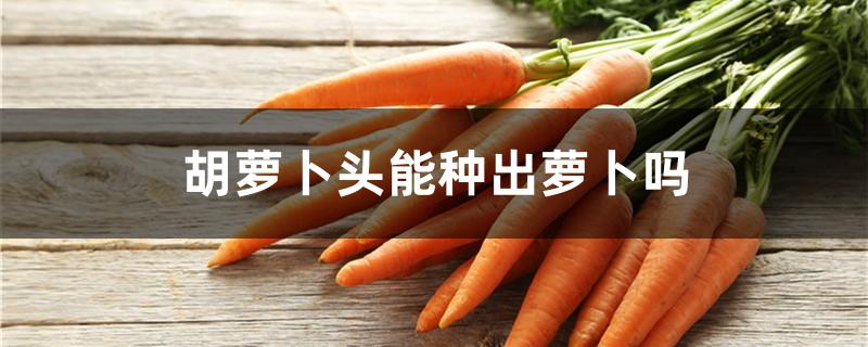 胡萝卜头能种出萝卜吗