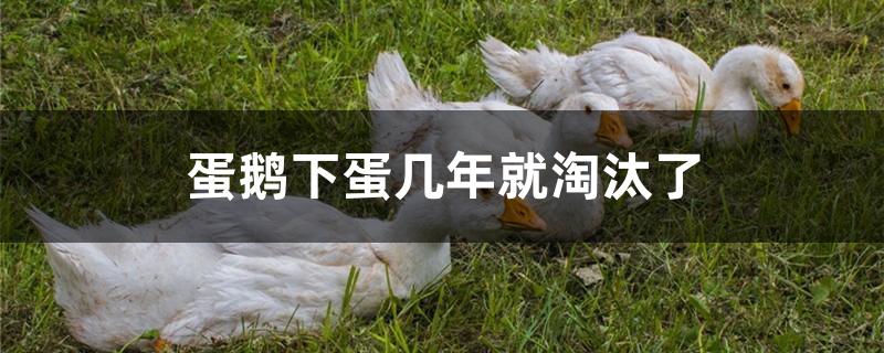蛋鹅下蛋几年就淘汰了