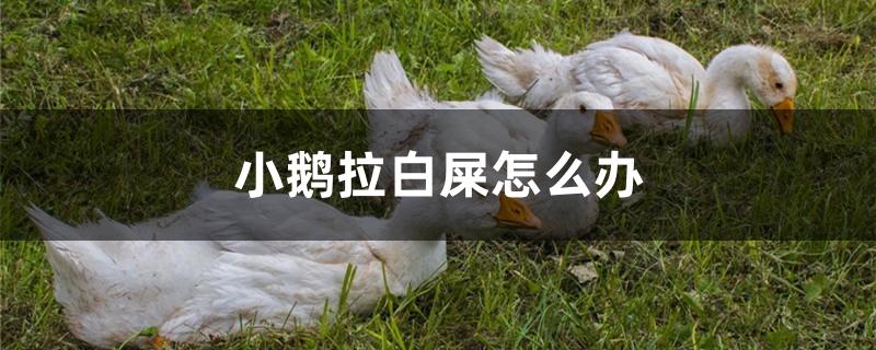 小鹅拉白屎怎么办