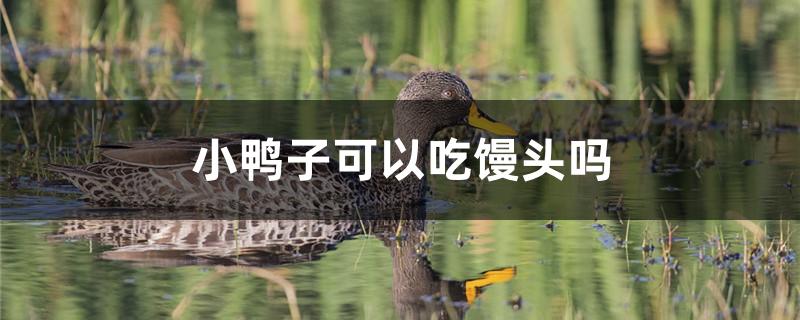 小鸭子可以吃馒头吗