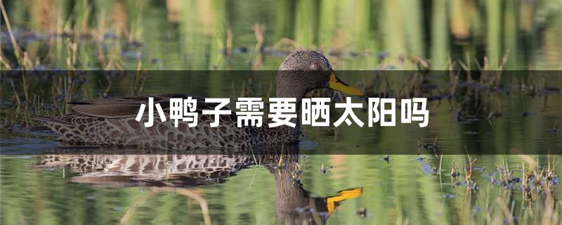 小鸭子需要晒太阳吗
